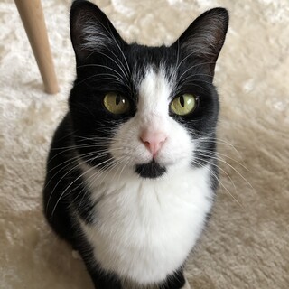 あごのまんまる模様とソックスが可愛いハチワレちゃん