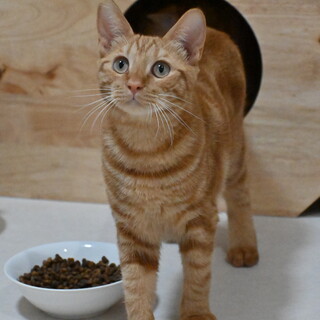 チャッキー：お膝に乗ってくれる！茶トラの男の子