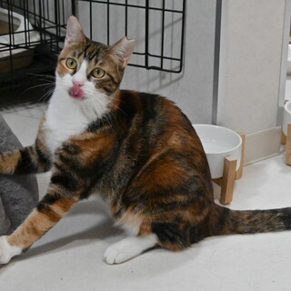 チャンク：遊ぶの大好き♪ミケ柄が美しい女の子