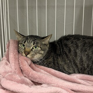 子育てを頑張ったフォレスト⭐︎キジトラ⭐︎一歳♀