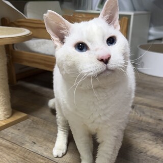 穏やかで食いしん坊なシニア猫