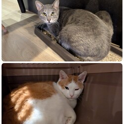 はるる君とちゃたん君について