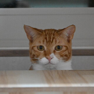 チャビ：ビビりだけどおもちゃ大好きな茶白男子