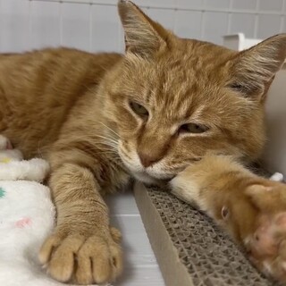 おしゃべり猫のちくわぶ⭐︎オス⭐︎茶トラ5歳