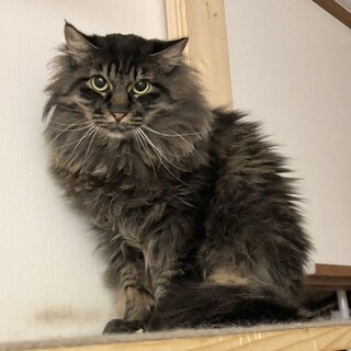 猫は大好きだけど人は苦手‥もふもふな女の子