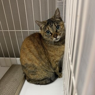 おっとり美猫のリース⭐︎麦わら♀⭐︎八歳