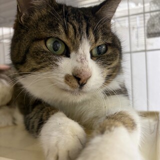 人慣れ抜群のみゃーこ⭐︎キジ白猫♀⭐︎7〜8歳