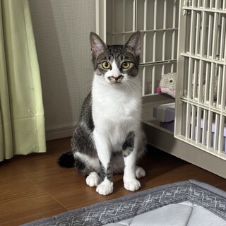 猫は大好き！人苦手‥お喋りで元気な女の子