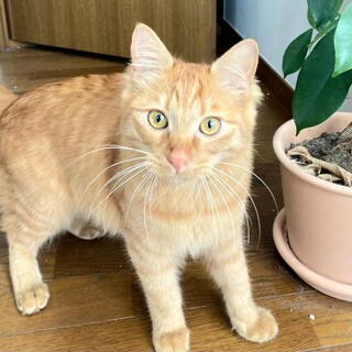 【募集一時停止】半長毛の茶トラで足が短く鈍臭い子♂