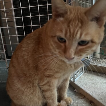 朝から拉致されて動物病院でワクチン！それが飼い主のプレゼント？酷くない？