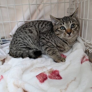 期限あり28日まで♥3ヶ月オス♥キジトラ