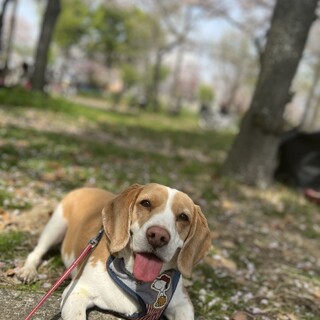 ビーグルの女の子7歳です。