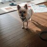 もかめ