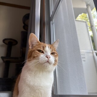 マンチカンのメス、大人しい子です