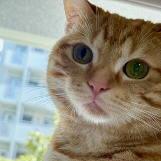 アメリカンショートヘアのオス、穏やかな子です