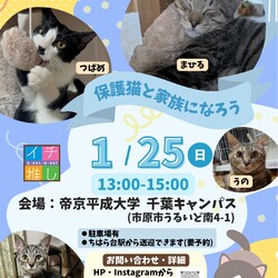 さくらねこDays 保護猫譲渡会