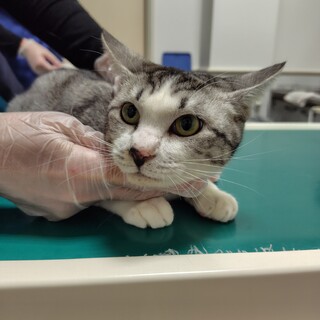 サバ白★みぞれ★シャイガール