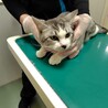 サバ白★みぞれ★シャイガール サムネイル4