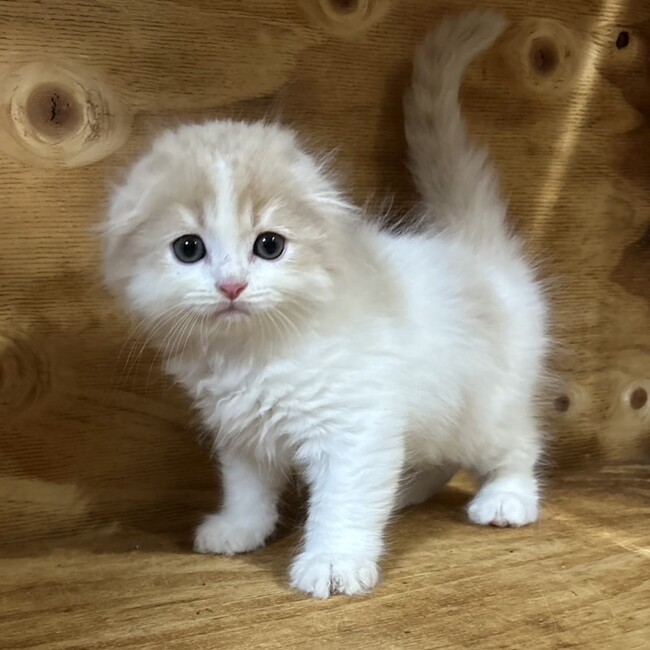 SIXTHSENSEのカバー写真