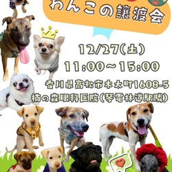 ワンコだらけの譲渡会 サムネイル1