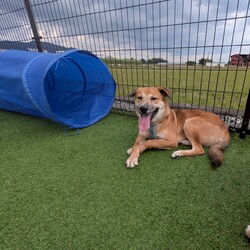 ワンコだらけの譲渡会 サムネイル3