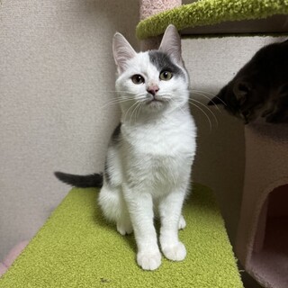 【3/29東銀座】マロくん★６ヵ月♪