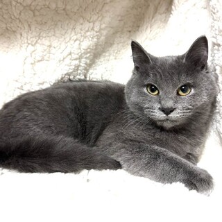 【1/10東銀座】メロくん★４ヵ月半♪