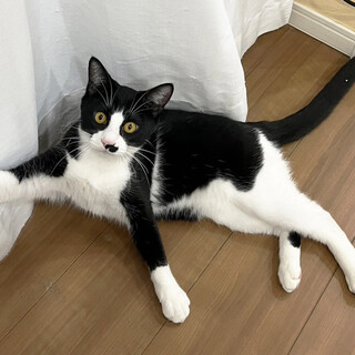 仁,7ヵ月半仲良し白黒兄妹猫