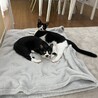 梅,7ヵ月半仲良し白黒兄妹猫 サムネイル6