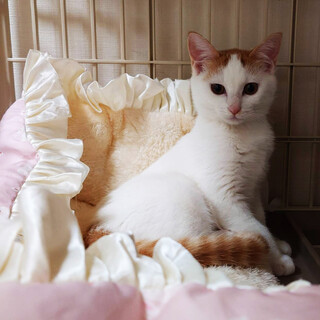 ふじ,5ヵ月半♀個性的な三兄妹猫