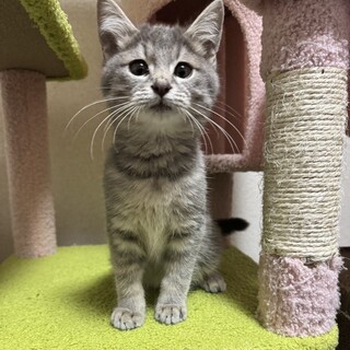 【1/10東銀座】モロくん★３ヵ月半♪