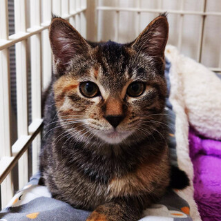 なえ,5ヵ月半♀個性的な三兄妹猫