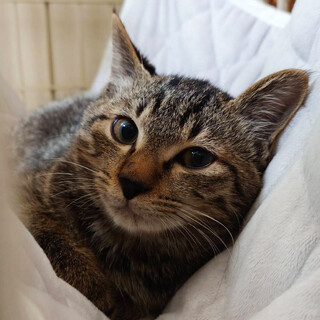 すい,5ヵ月半♂個性的な三兄妹猫