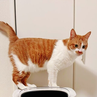 ロロ,約3歳♂福岡からやってきた猫※初