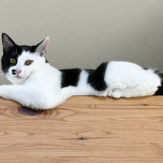 イサキ,6ヵ月♂一人遊びが好き