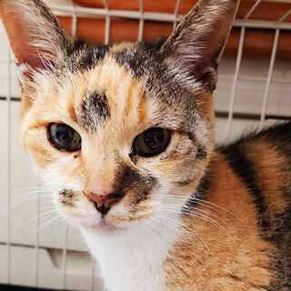 ミリ,約3〜5歳♀お腹を空かせていた※初