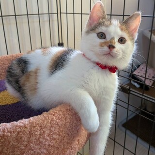 【12/27東銀座】ムギちゃん★３ヵ月♪