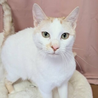 【1/10東銀座】レイくん★１歳♪