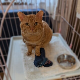 多頭飼育崩壊から保護　生き抜いた子♡つばさ