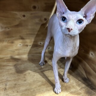 【先住ペット不可】人懐っこいスフィンクスの女の子