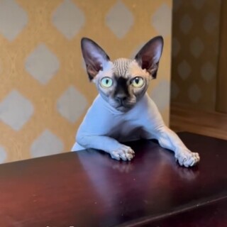 【先住ペット不可】人が育てたスフィンクスの女の子