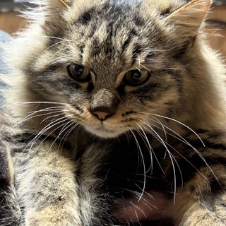 へそ天キジ長毛♂