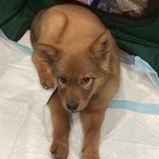 雑種の男の子　ときくん