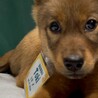 雑種の男の子　ときくん サムネイル4