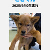 雑種の男の子　ときくん サムネイル7