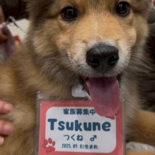 雑種の男の子　つくねくん