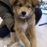 雑種の男の子　つくねくん サムネイル5