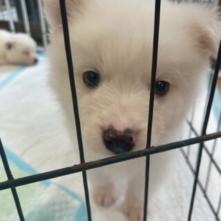 雑種の男の子　はくくん