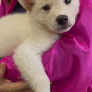 雑種の男の子　わくくん