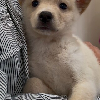 雑種の男の子　がくくん